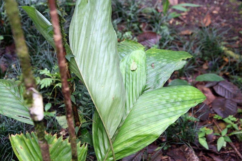 Bactris obovata photo 8