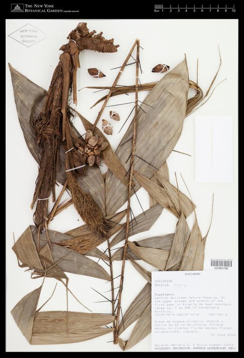 Bactris oligocarpa