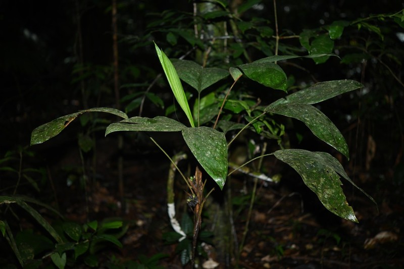 Bactris oligocarpa photo 2