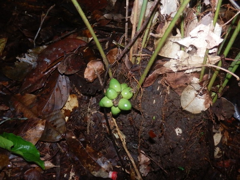 Bactris oligocarpa photo 3