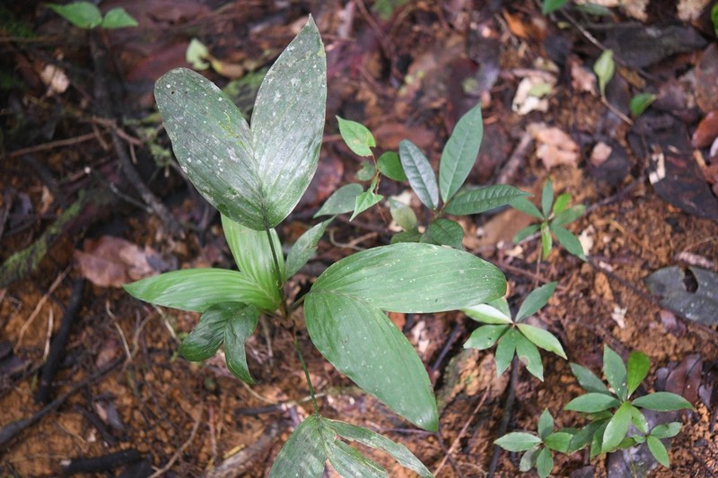 Bactris oligocarpa photo 4