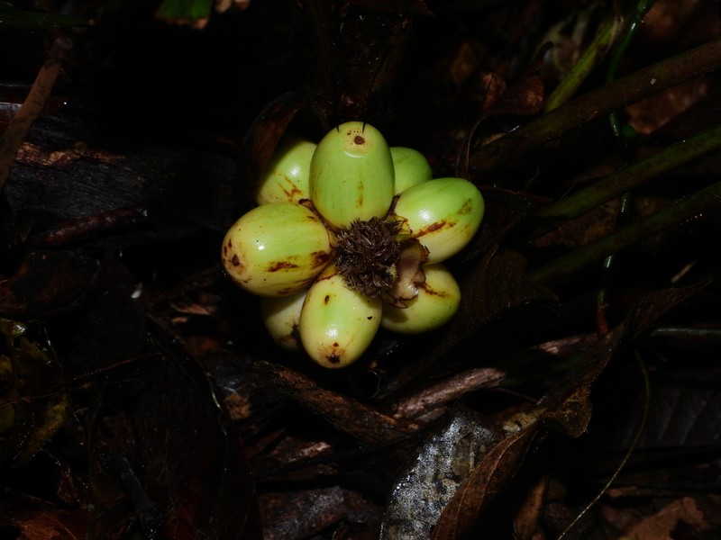Bactris oligocarpa photo 5