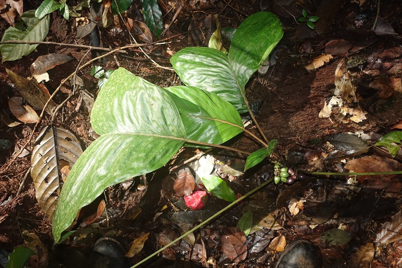 Bactris oligocarpa photo 6