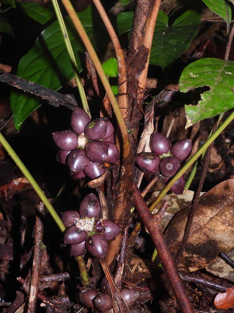 Bactris oligocarpa photo 7