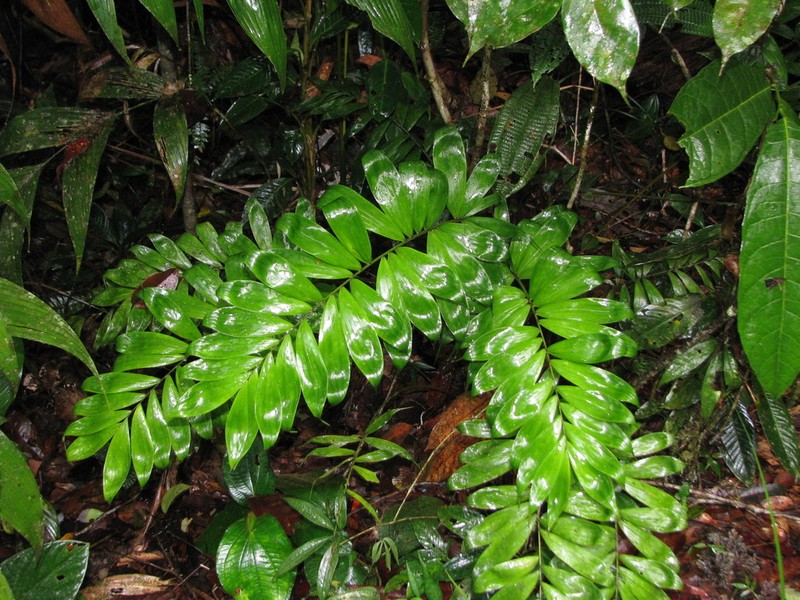 Bactris panamensis photo 2