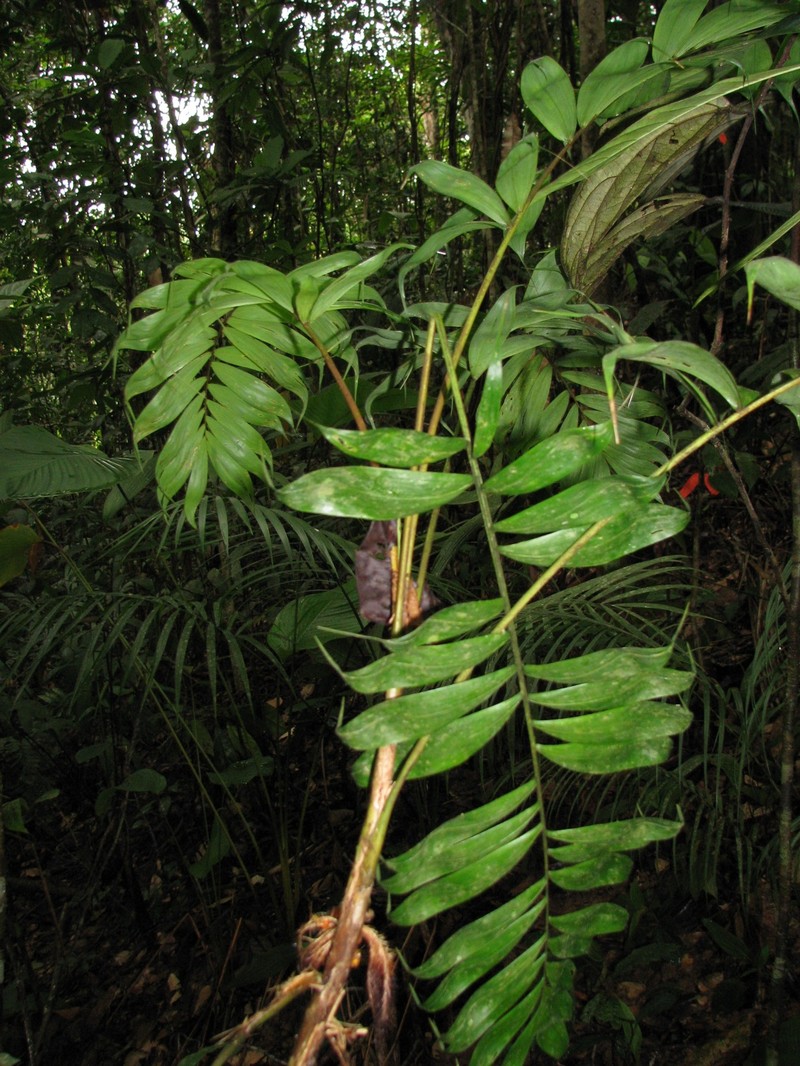 Bactris panamensis photo 3