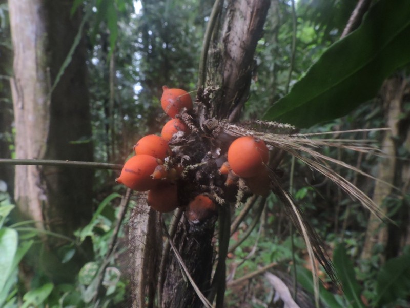 Bactris panamensis photo 4