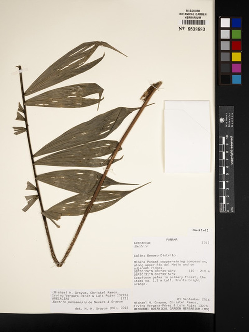 Bactris panamensis photo 5