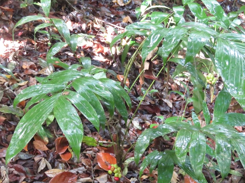 Bactris pickelii photo 2