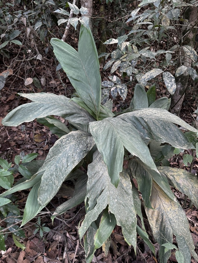 Bactris pickelii photo 5