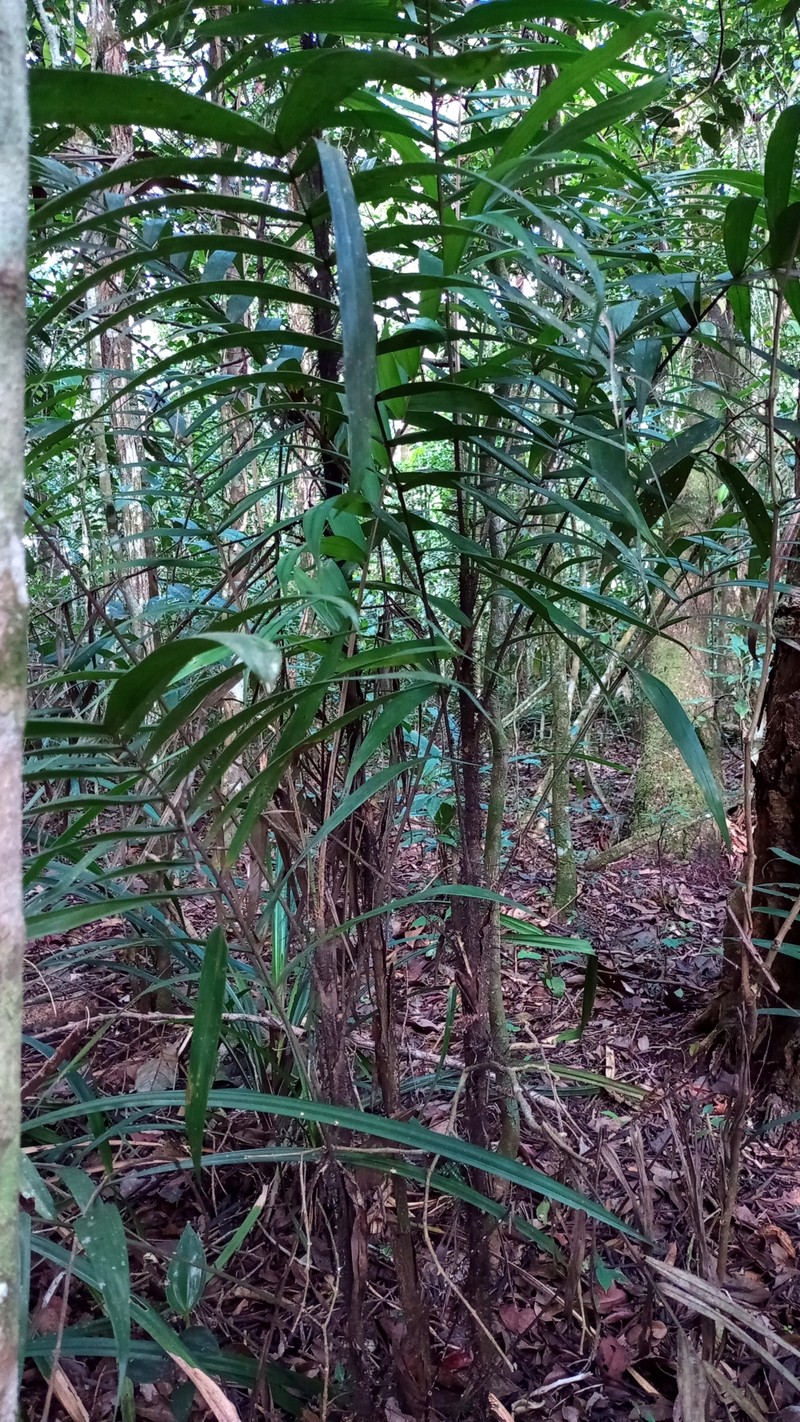 Bactris pickelii photo 6