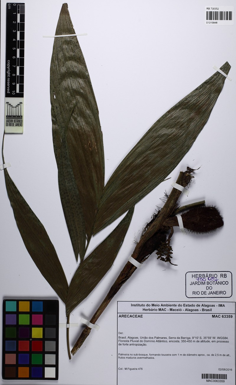 Bactris pickelii photo 7