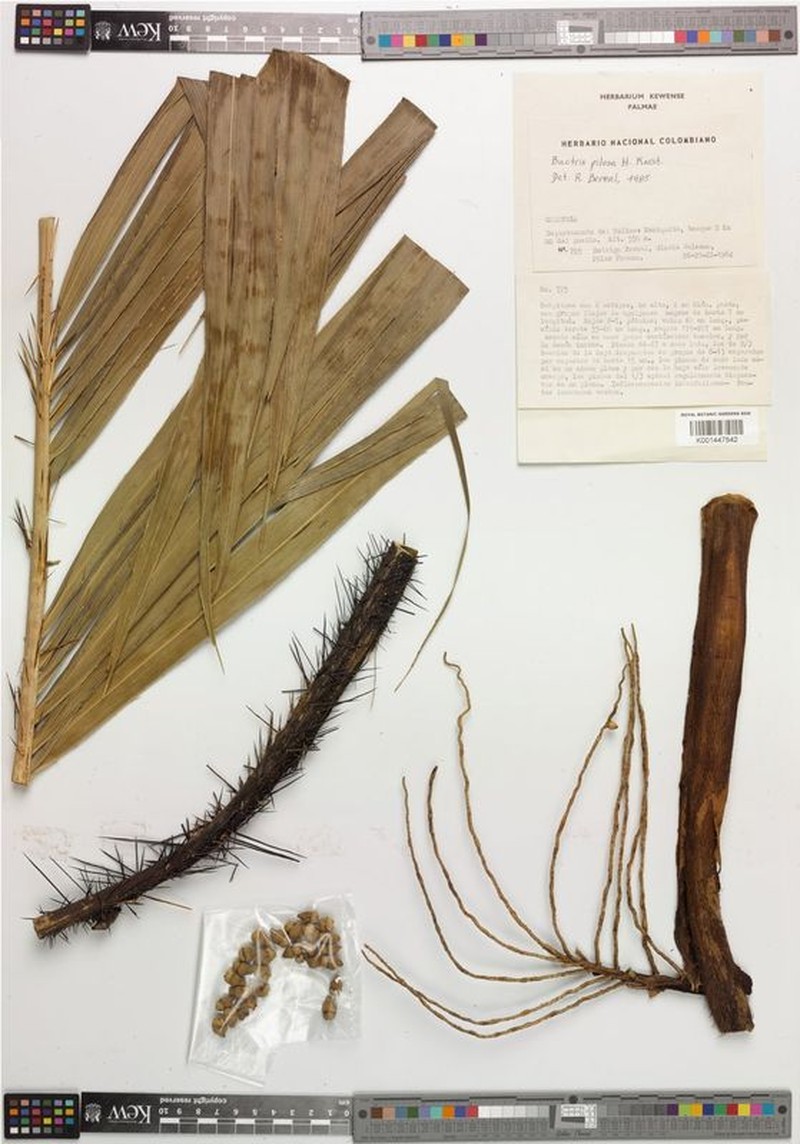 Bactris pilosa