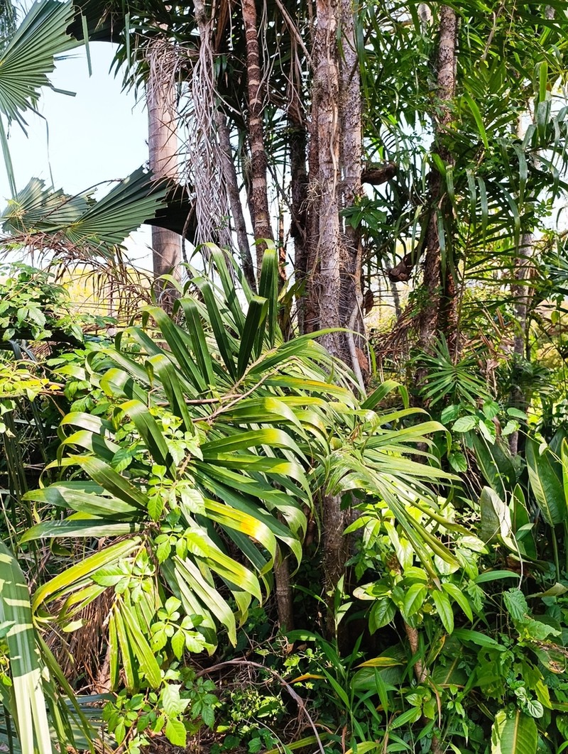 Bactris pilosa photo 3