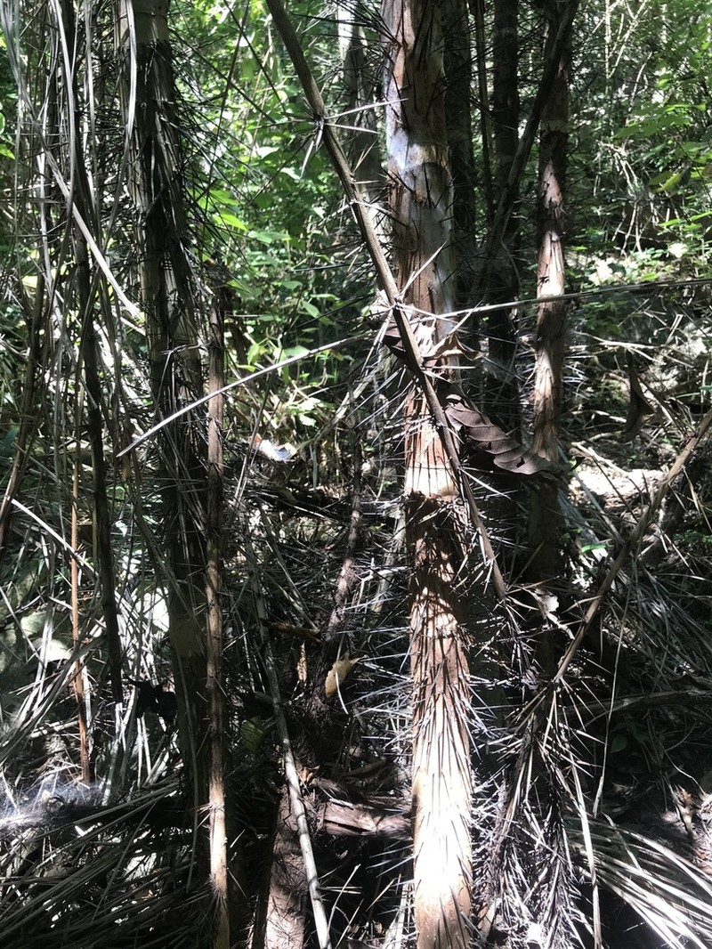 Bactris pilosa photo 4
