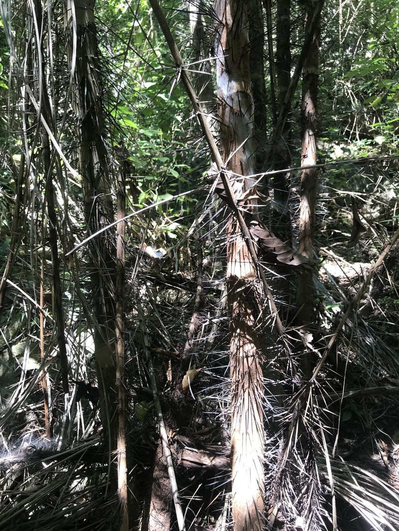 Bactris pilosa photo 5