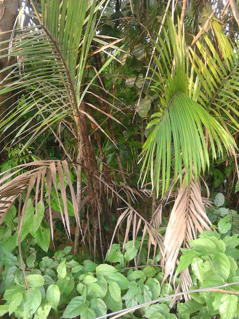Bactris pilosa photo 6