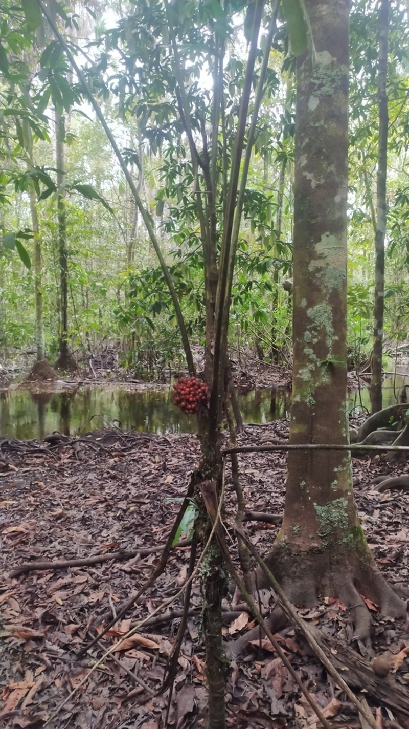 Bactris pliniana