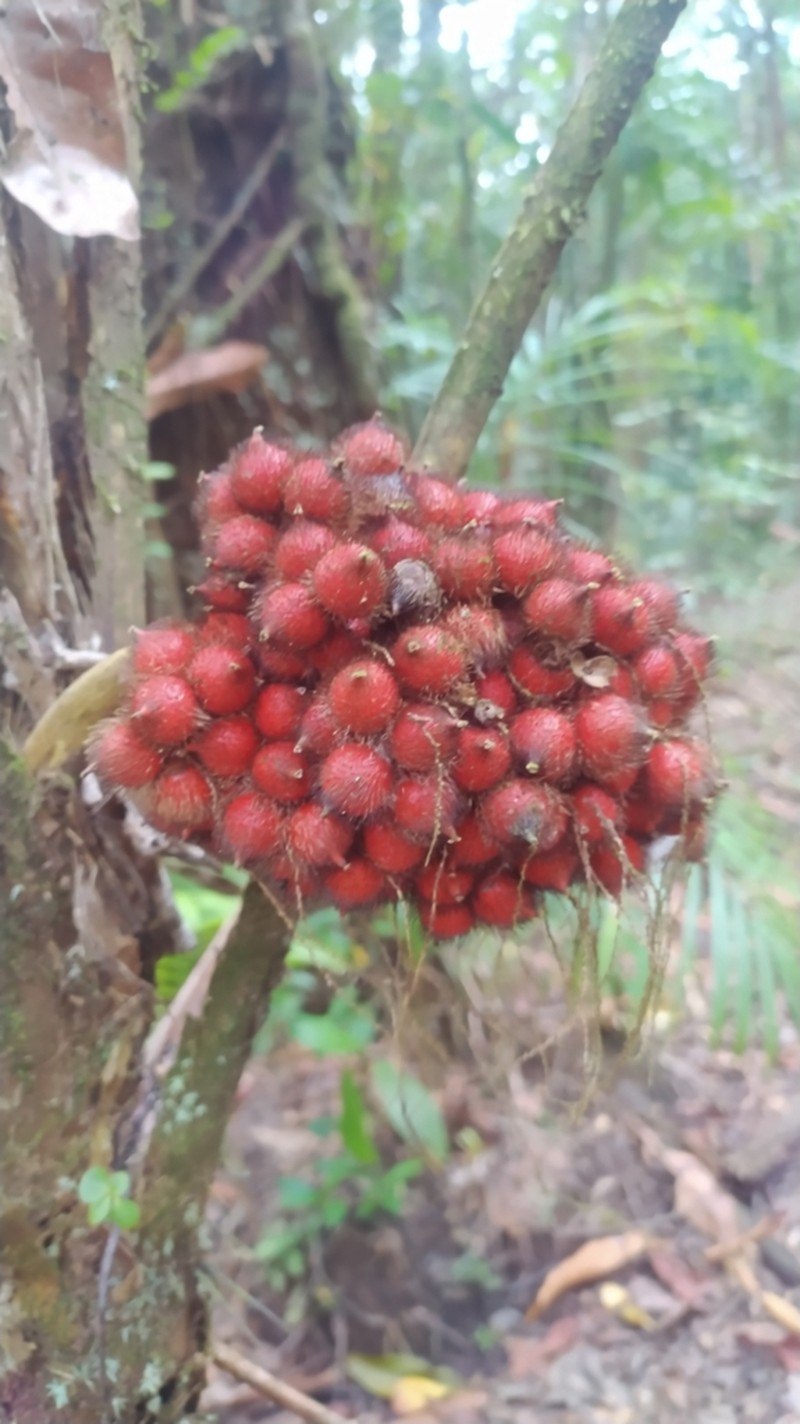 Bactris pliniana photo 3