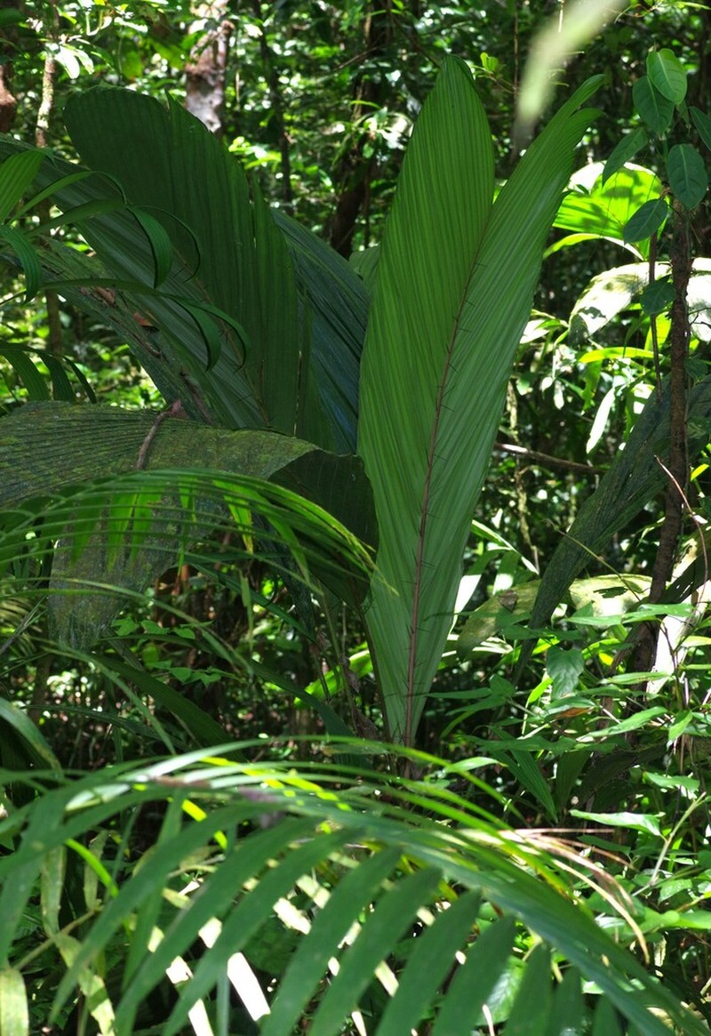 Bactris pliniana photo 4