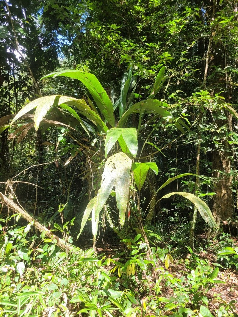 Bactris pliniana photo 5