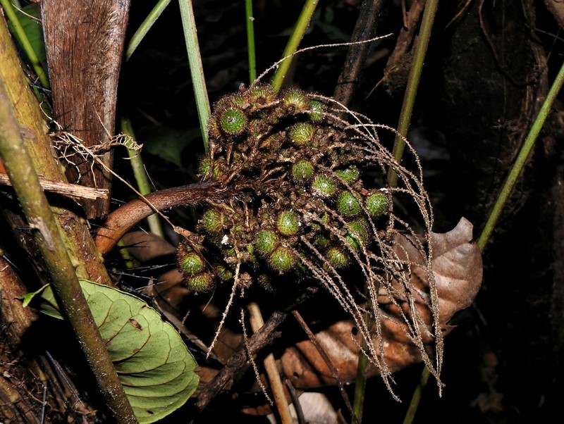 Bactris pliniana photo 6