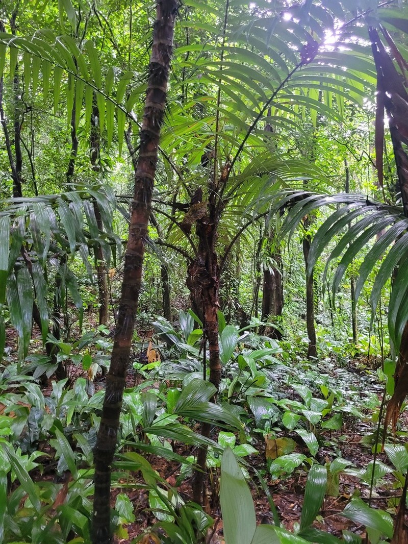 Bactris pliniana photo 7