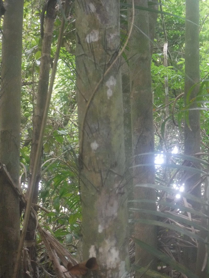 Bactris plumeriana
