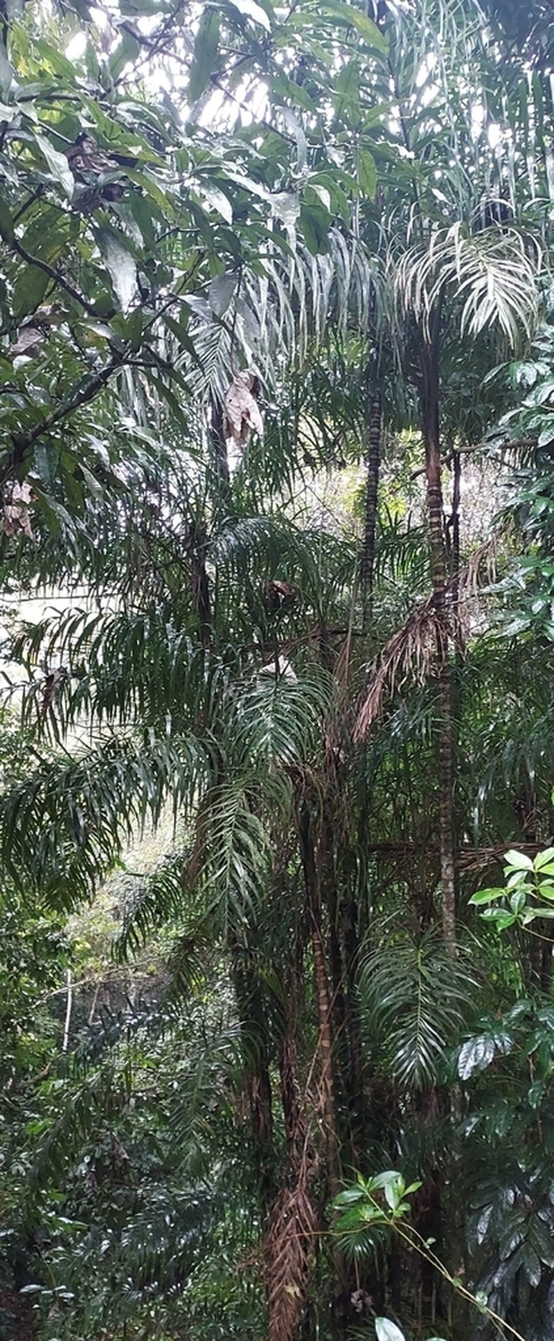 Bactris plumeriana photo 2