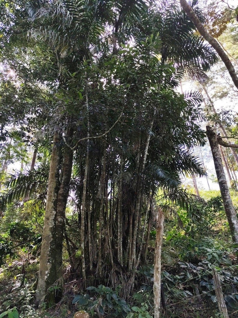 Bactris plumeriana photo 3