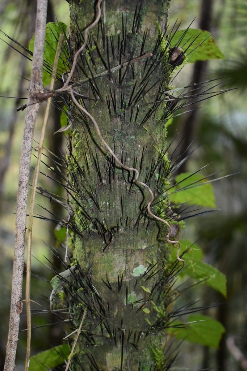 Bactris plumeriana photo 4