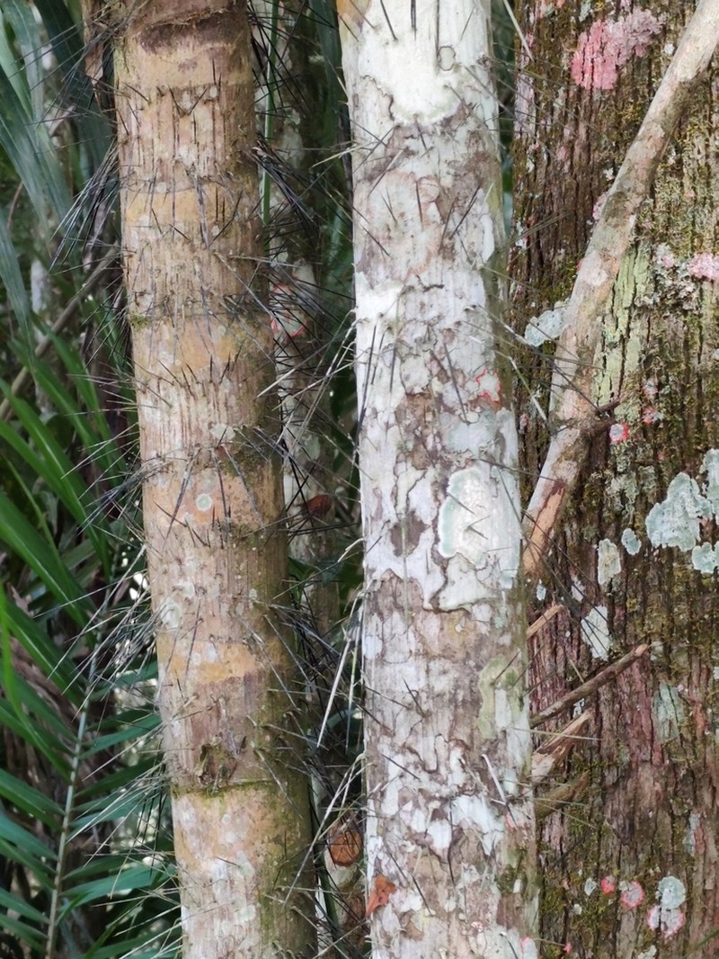 Bactris plumeriana photo 5