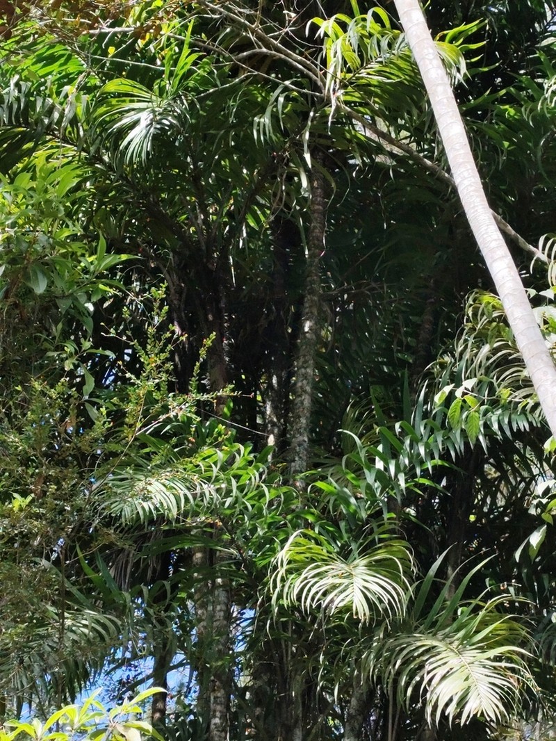 Bactris plumeriana photo 6