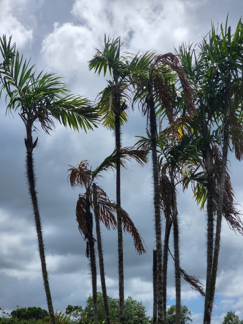 Bactris plumeriana photo 7