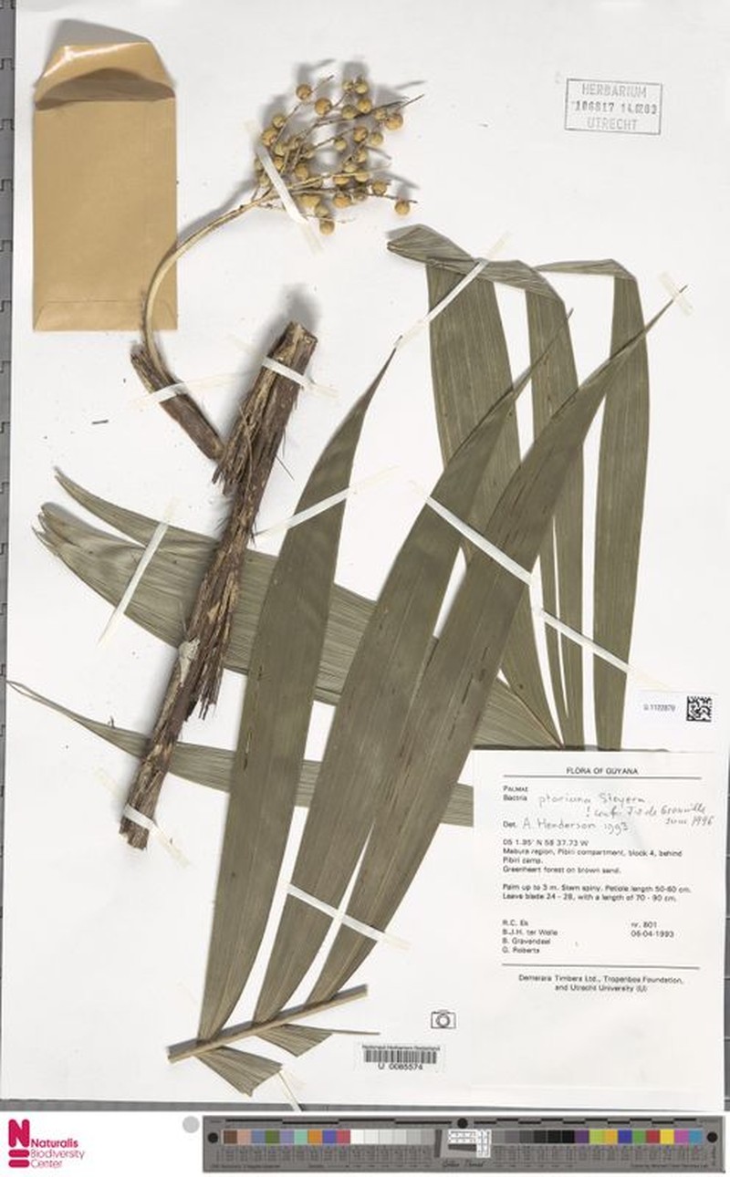 Bactris ptariana