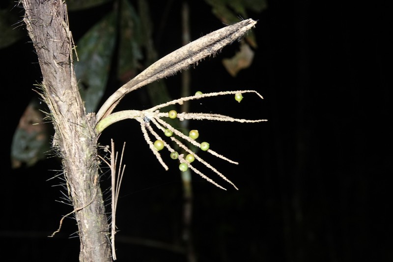 Bactris ptariana photo 2