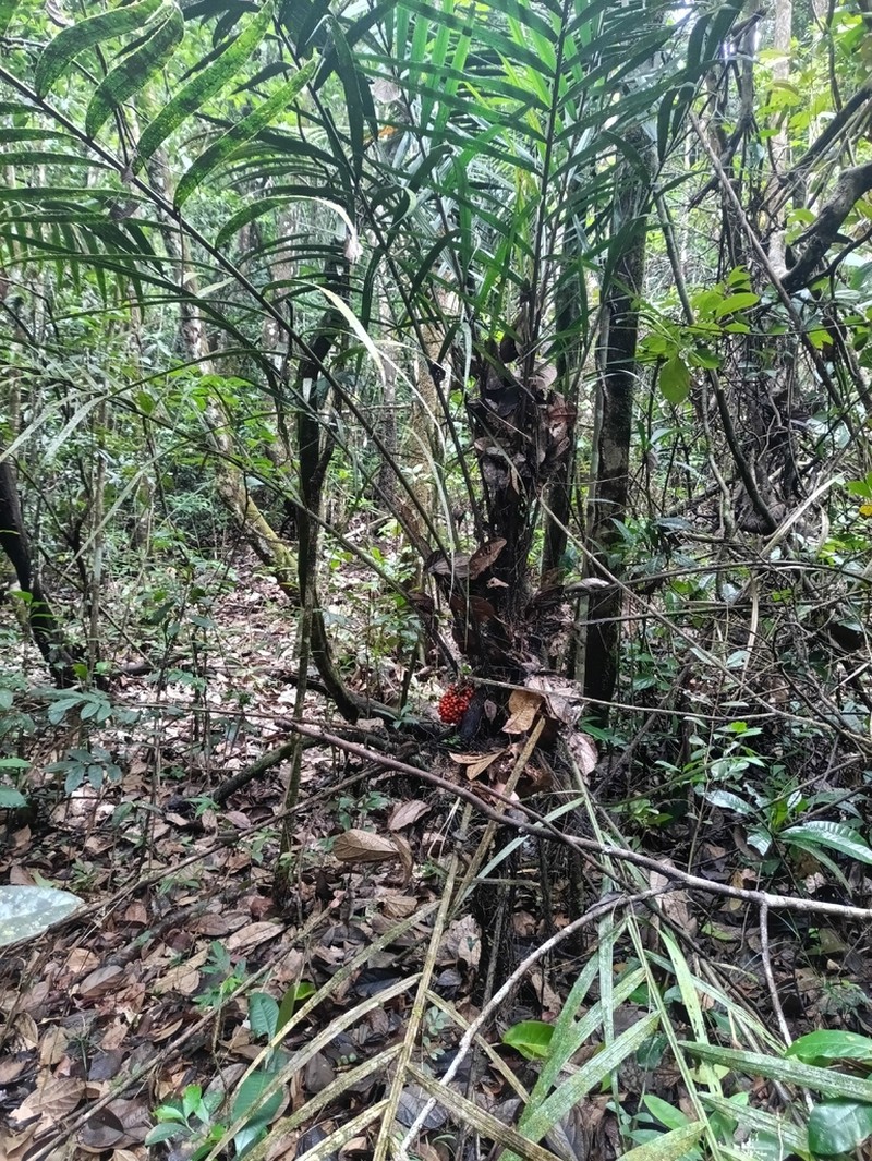 Bactris rhaphidacantha