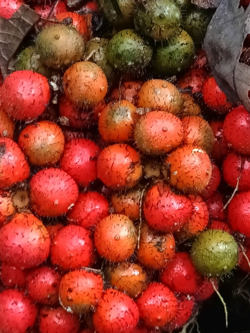Bactris rhaphidacantha photo 2