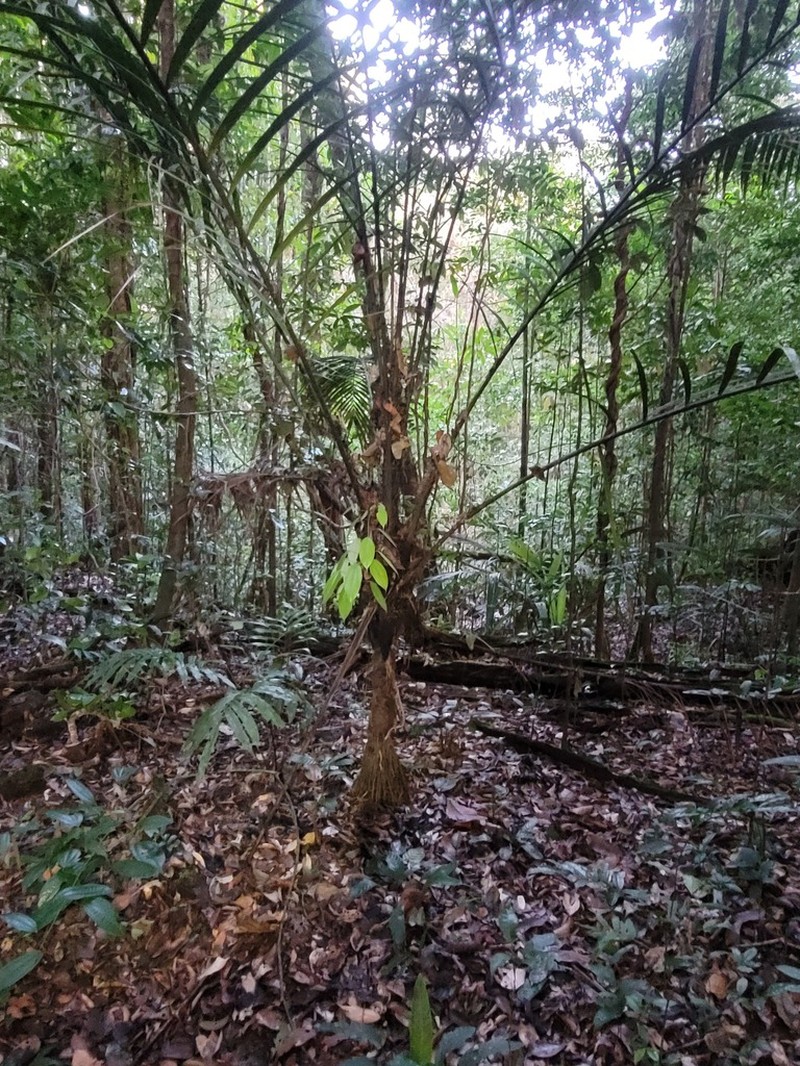 Bactris rhaphidacantha photo 3