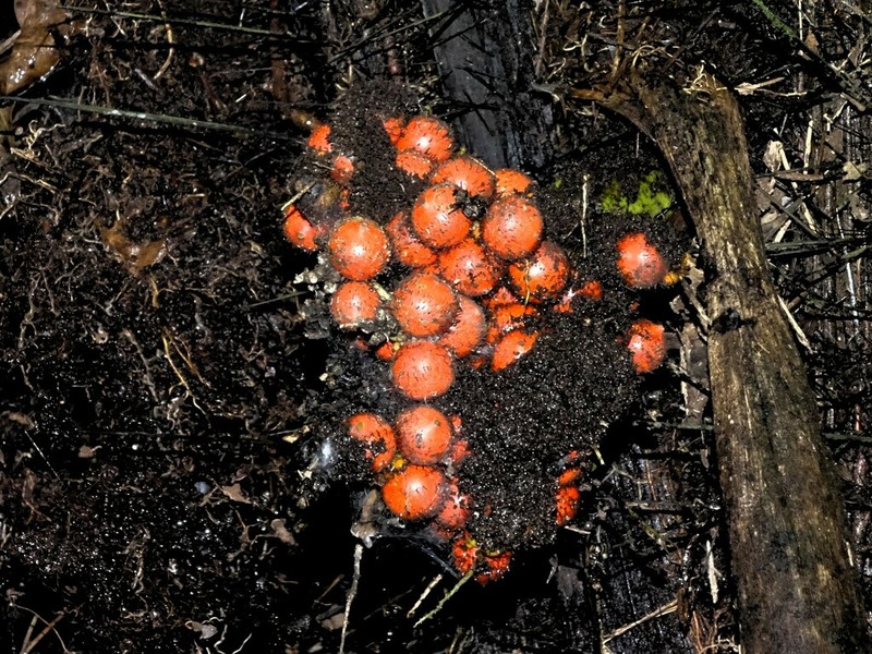 Bactris rhaphidacantha photo 4