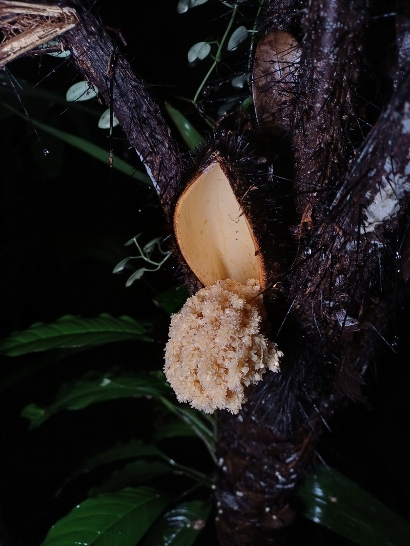 Bactris rhaphidacantha photo 5