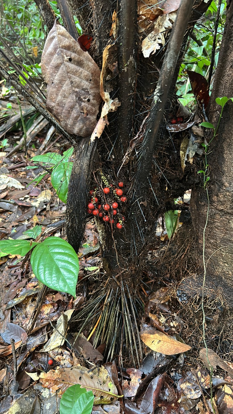 Bactris rhaphidacantha photo 6