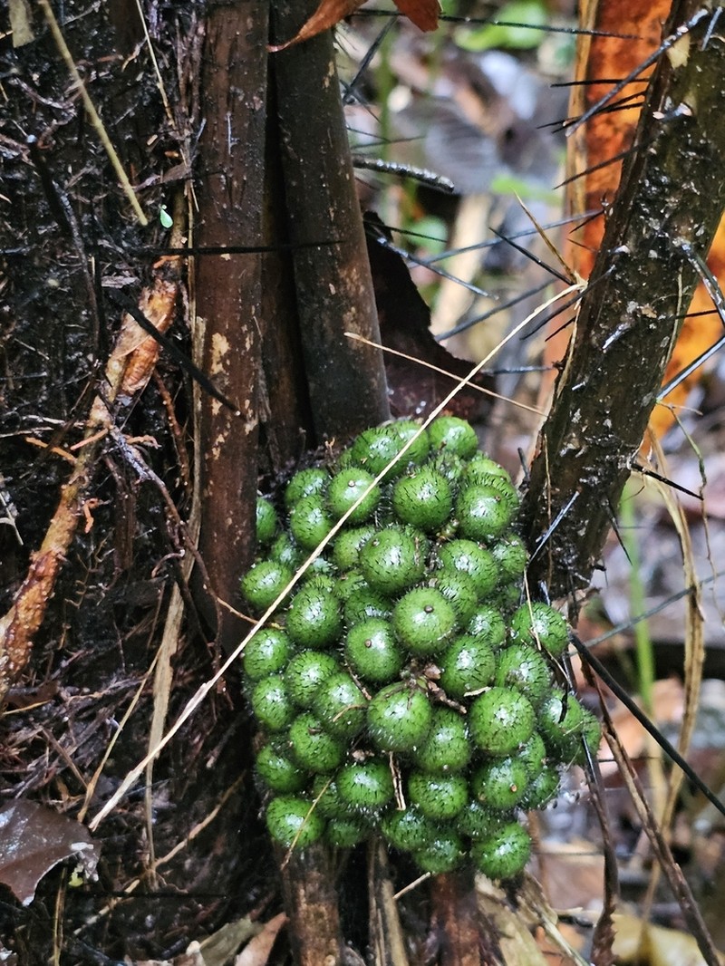 Bactris rhaphidacantha photo 7
