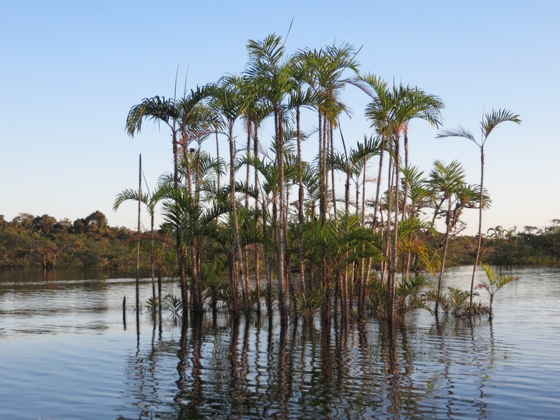 Bactris riparia