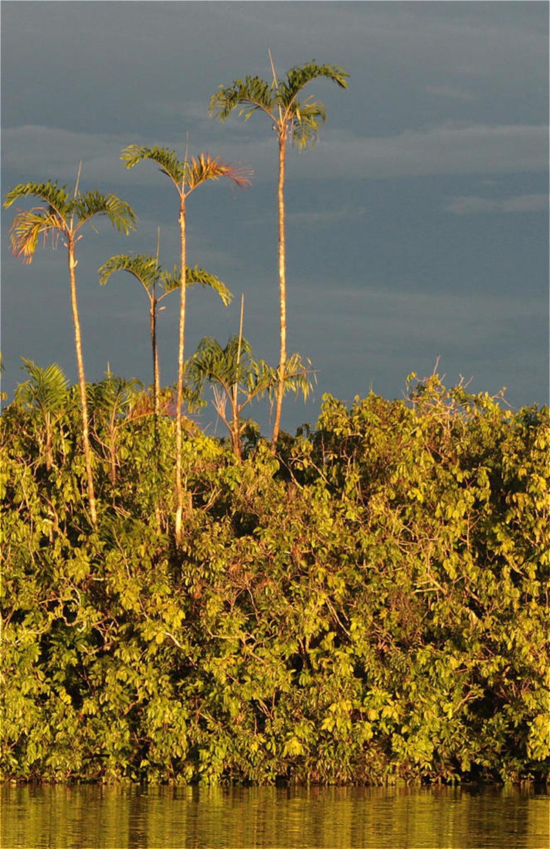 Bactris riparia photo 2