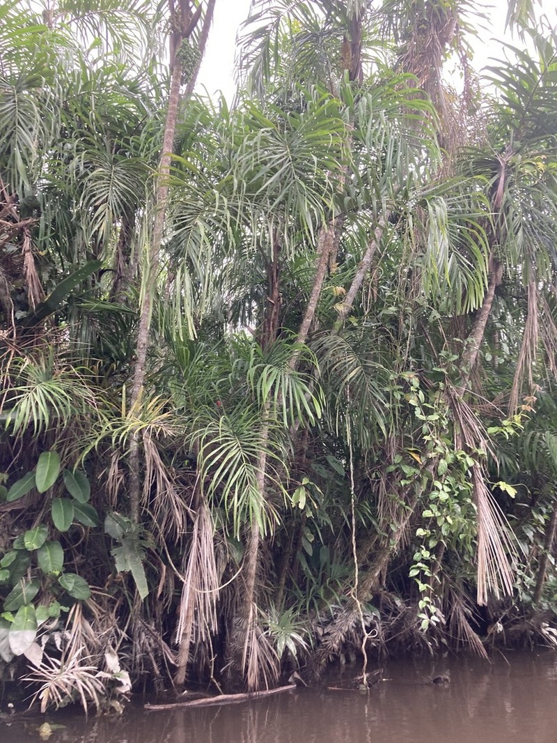 Bactris riparia photo 3