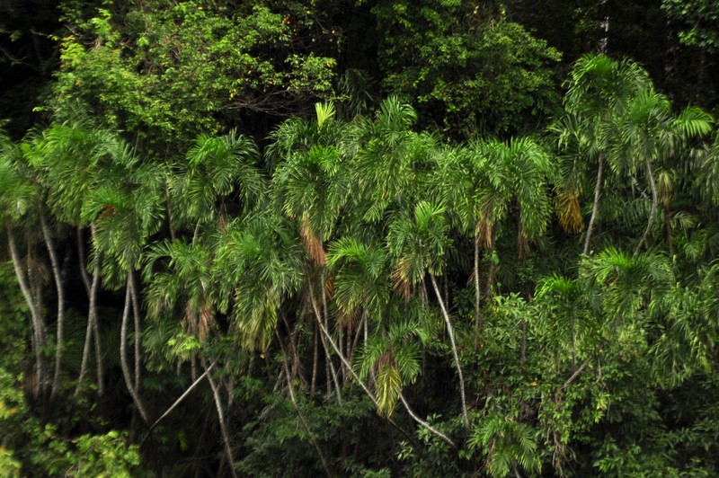 Bactris riparia photo 4