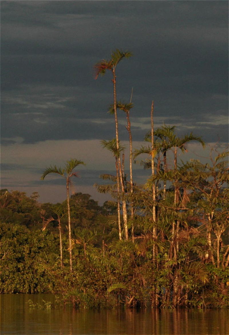 Bactris riparia photo 5