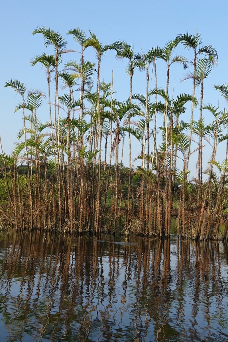Bactris riparia photo 6