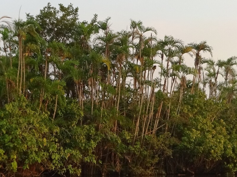 Bactris riparia photo 7